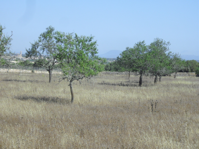 Rustic Land near Ses Salines