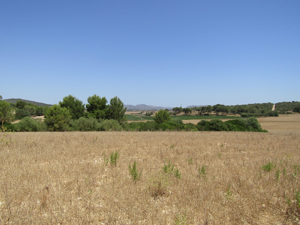 8 country plots in Son Suau, Mallorca