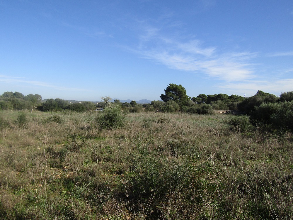 Rustic Land near Ses Salines, Mallorca