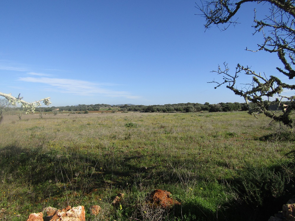 Two Country Plots in Ses Salines, Mallorca