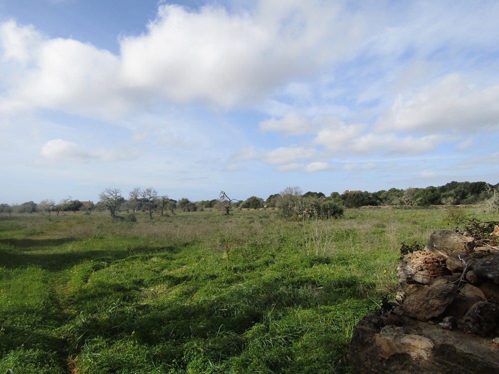 Country Land in Ses Salines, Mallorca