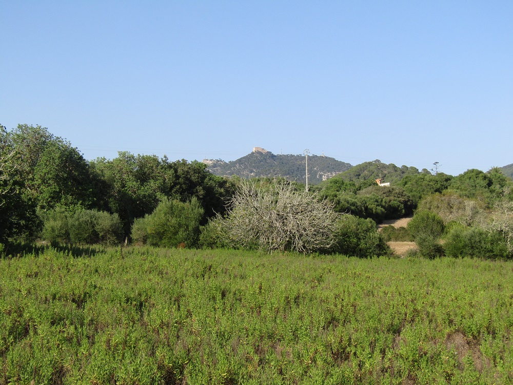 Country Land near Cas Concos